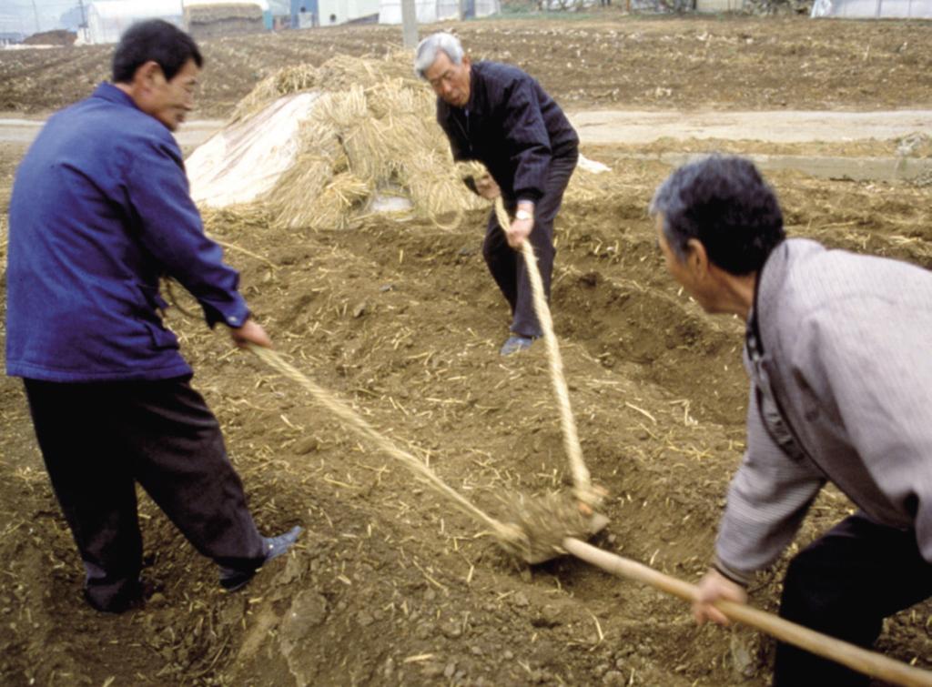 가래